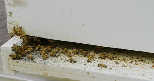 Yellow honey bees buzzing around trying to collect honey for the queen bee who is resting in the hom