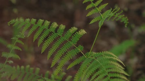 Close up of delicate green ferns, capturing the intricate details of nature's beauty