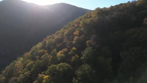 Trees in Autumn 07