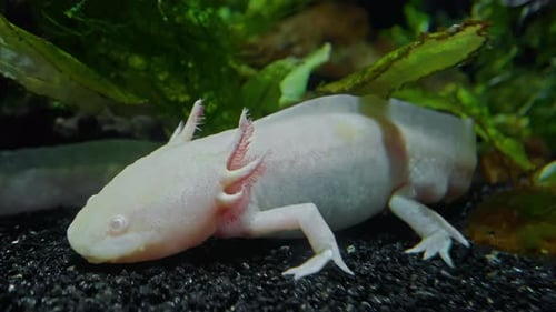 Close Up Colorful Tropical Fish of Different Species Swim Over a Beautiful Reef Covered with Hard