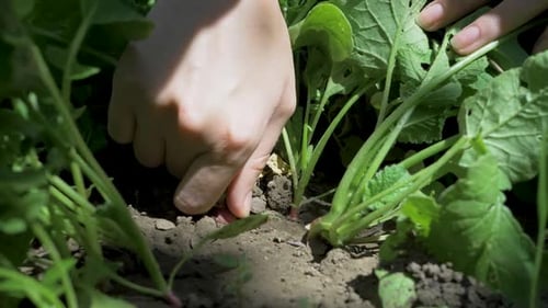 Firm Grip of Farmer's Hand Pulls Ripe Radish From