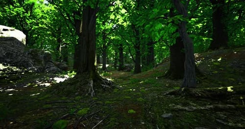 Lush Green Forest Path Inviting Exploration During Bright Daylight Hours