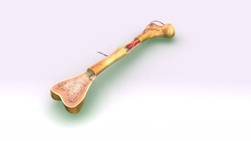 Detailliertes 3D-Rendering der inneren Struktur des menschlichen Knochens