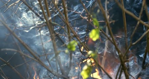 Waldbrand in Nahaufnahme. Die Zweige der Sträucher und Bäume brennen und rauchen. Waldbrände verursacht