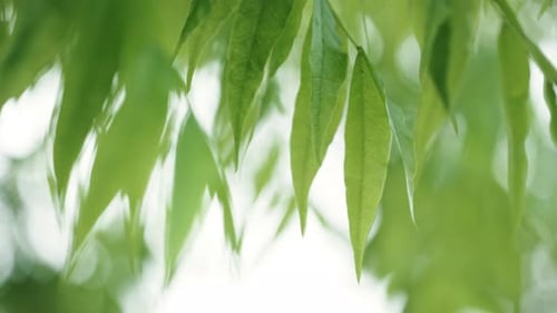Grüne Blätter, die vor einem weichen Bokeh-Hintergrund in durchscheinender Schönheit leuchten.