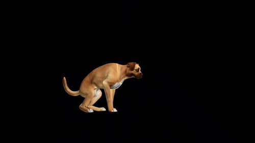 Boxer-Hundekot