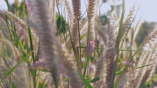 Grass