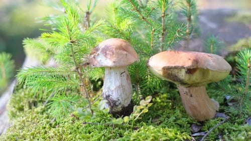 White Mushrooms on a Tree Stump in the Forest Mushroom Picking Concept