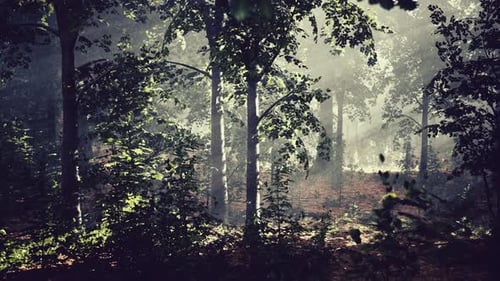La lumière brille dans la nature