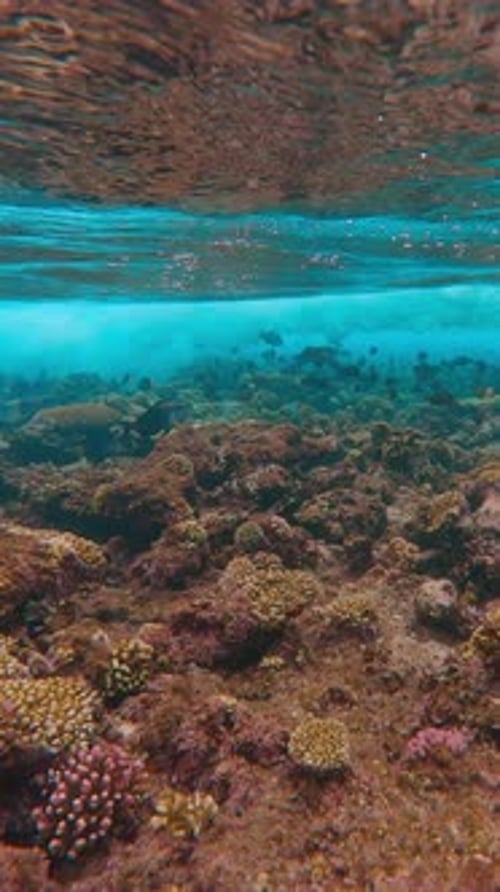 Underwater view of waves passes over top of coral reef, with sunlight illuminating water surface