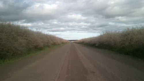 Canola field aerial view in Ukraine