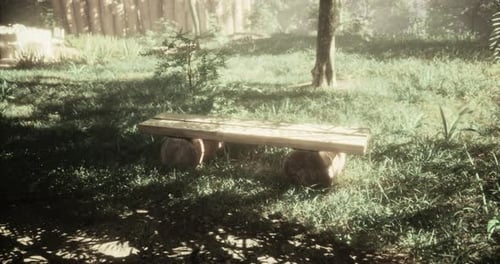 Dynamic Sunlight and Shifting Shadows on a Wooden Park Bench