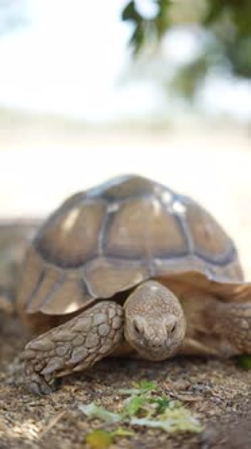 Schildkröte frisst Salat in ihrem natürlichen Lebensraum unter Sonnenlicht, umgeben von einer artenreichen Umgebung