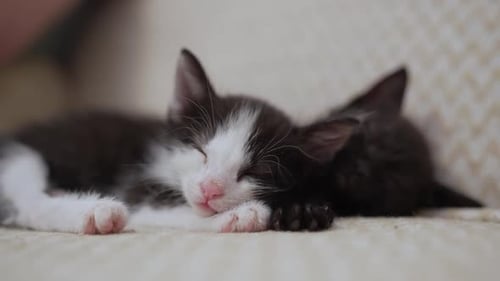 Two Adorable Kittens Sleeping Peacefully Indoors