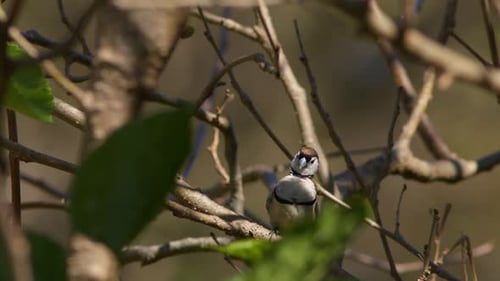 Active Bird Perched on a Branch in Tree