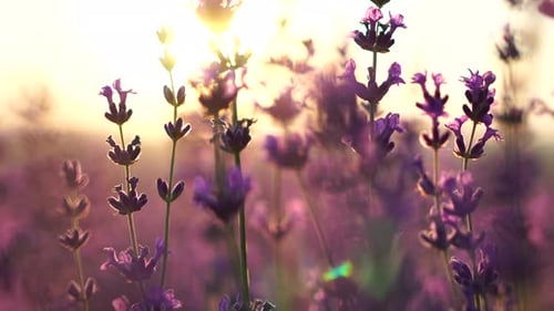 Lavender Flowers in Field at Sunrise