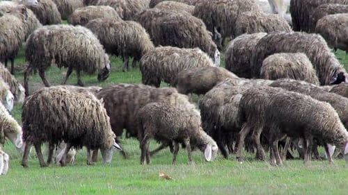 Flock of grazing sheeps. Herd of sheeps on graze. Nature and mountain. Animals farming in the meadow