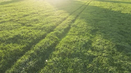 Aerial View to the Natural Fresh Green Grass on the Rural Meadow