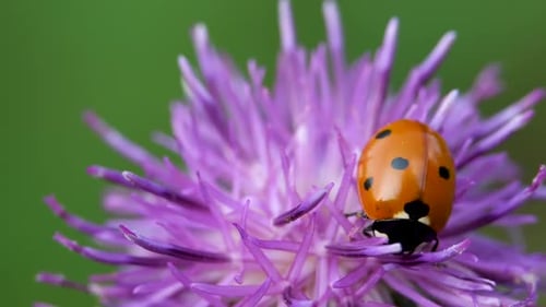 Ladybug on Purple Flower, Close-Up View