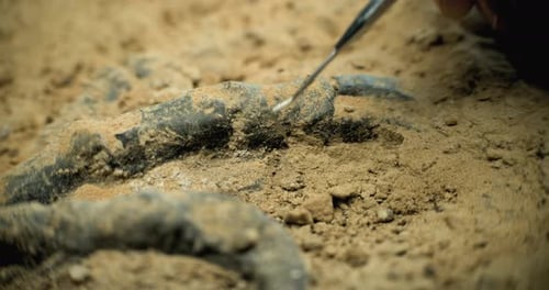 Close Up Shot of Cleaning Skeleton of Prehistoric Human or Animal