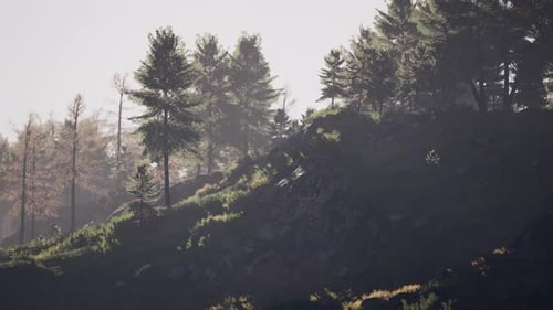 Schöne Pinien im Hintergrund Hohe Berge der Karpaten