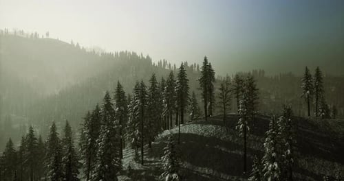 Hazy Winter Panorama of Snow-Covered Pine Forest