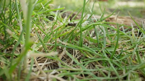 Ant Walking on Moss-Covered Stone in Forest Light