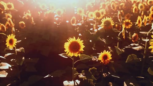 Viele leuchtend gelbe große Sonnenblumen auf Plantagenfeldern bei Sonnenuntergang