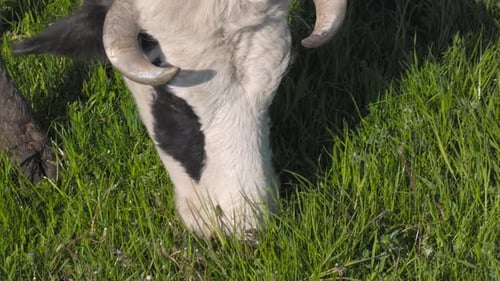 Kuh weidet auf der Weide