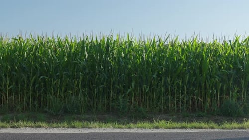 Cyclist Riding on Rural Road Near Cornfield