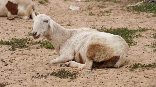 Una cabra blanca sentada en el suelo con pequeñas hierbas sobre ella