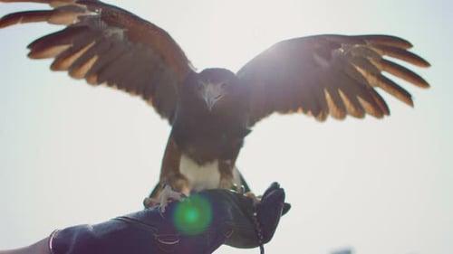 Golden Eagle with the wings open