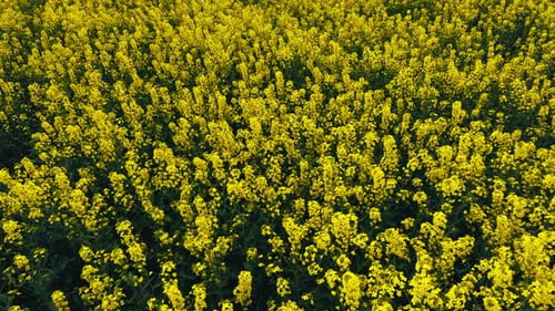 Blooming Rapeseed Field on a Sunny Day Flying Above Stunning Yellow Rape Fields in Spring Vegetable