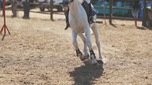 Pferdesport Reiten auf einem weißen Pferd in der Arena