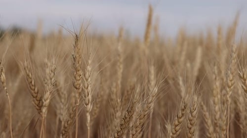 Golden wheat ears growing in field, closeup