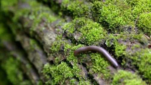 Un mille-pattes rampant sur une bûche recouverte de mousse sur le sol de la forêt.