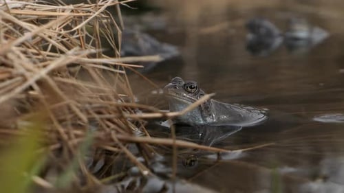 Marsh Frogs Gather in a Tranquil Pond