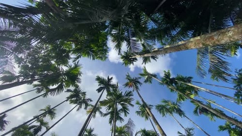 Palm trees against blue sky on wide low angle opening shot with tilt down