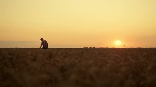 Man inspecting wheat crop at golden sunset