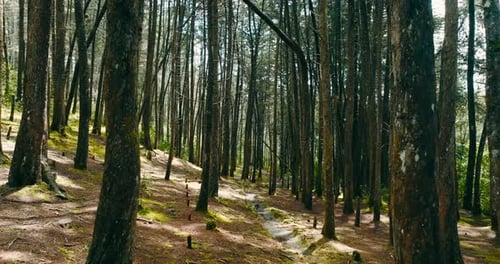 Cinematic shot. Stabilized shot between fine trees in a forest.