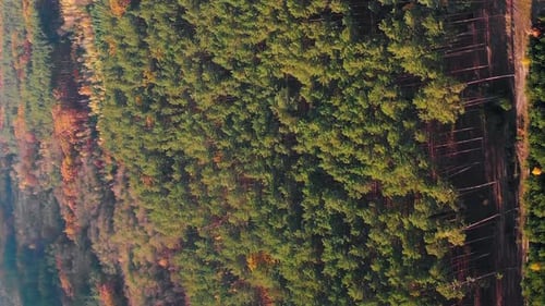 Colorful forest with trees at autumn. Fall forest with green, red and yellow trees