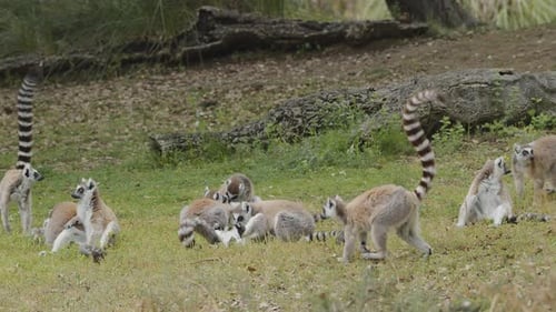 Ring-tailed lemurs outdoors in the animal park.