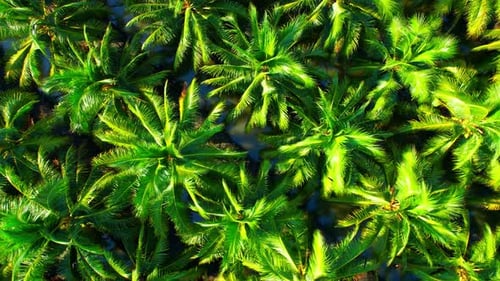 Aerial view over the large coconut and palm oil plantation