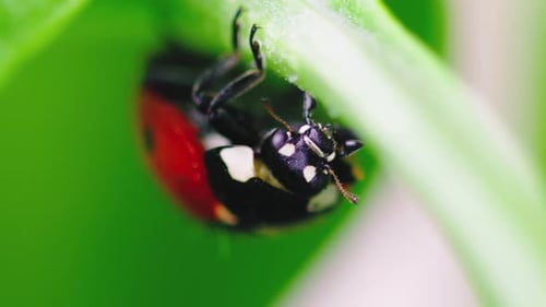 Red Ladybug Eating the Green Plant