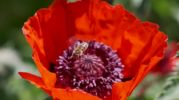 Close-up of a honey bee flying over a poppy flower, Nature Stock ...