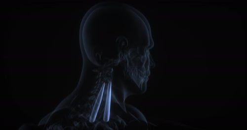 Anterior Scalene Muscle
