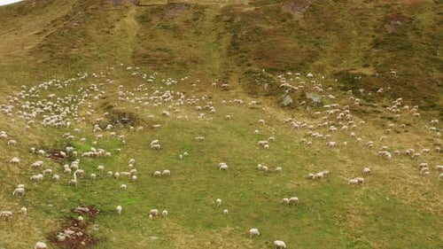 Flock of White Sheep Walks on Mountain Meadow on Pass Giau