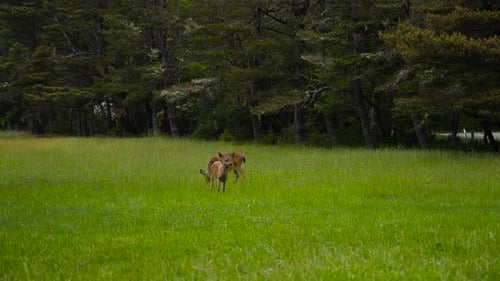 Doe and Baby Deer in a grassy field