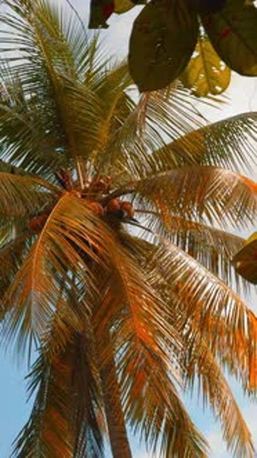 Palm Trees in Tropical Jungle Forest in a Sunny Day Action Green Fresh Leaves Swaying in the Wind