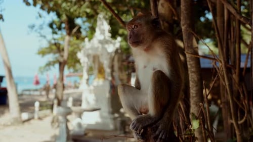 Monkey Sitting On Wood While Watching The Beach